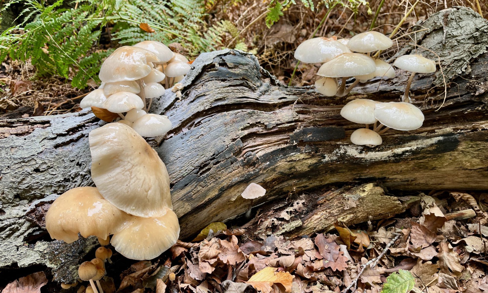 duifhuistuin herfstfoto